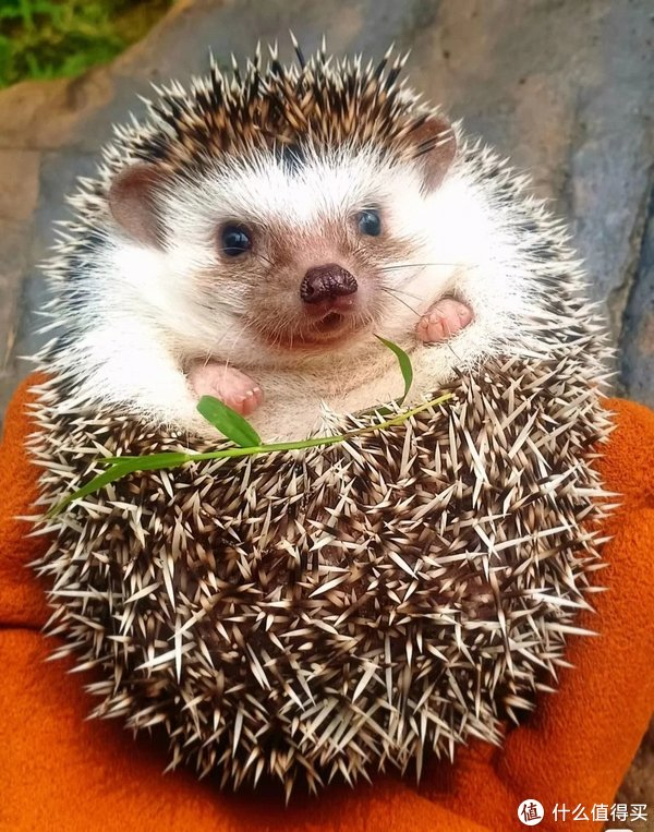 除了猫和狗,我们还能养哪些宠物?