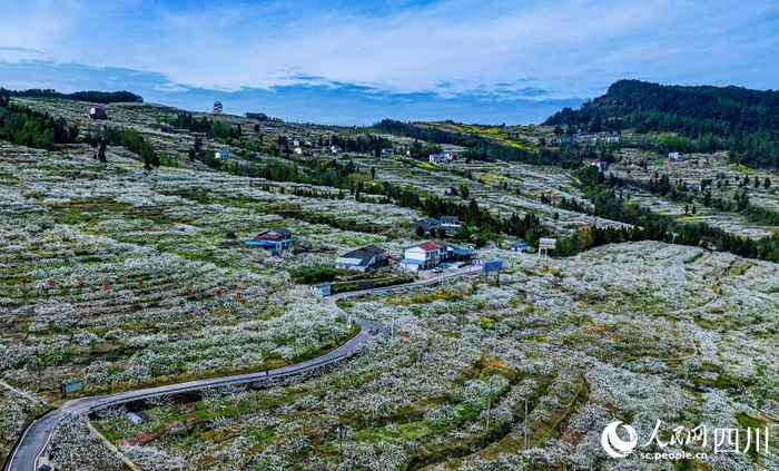 四川宣汉漫山李花迎春开如雪美景满枝挂