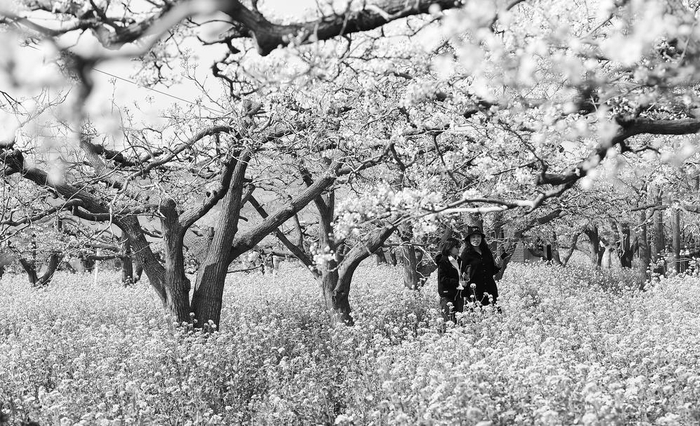 　　梨花盛开时节，赵县“梨花节”吸引游人前来赏花踏春。                  （资料图片）
