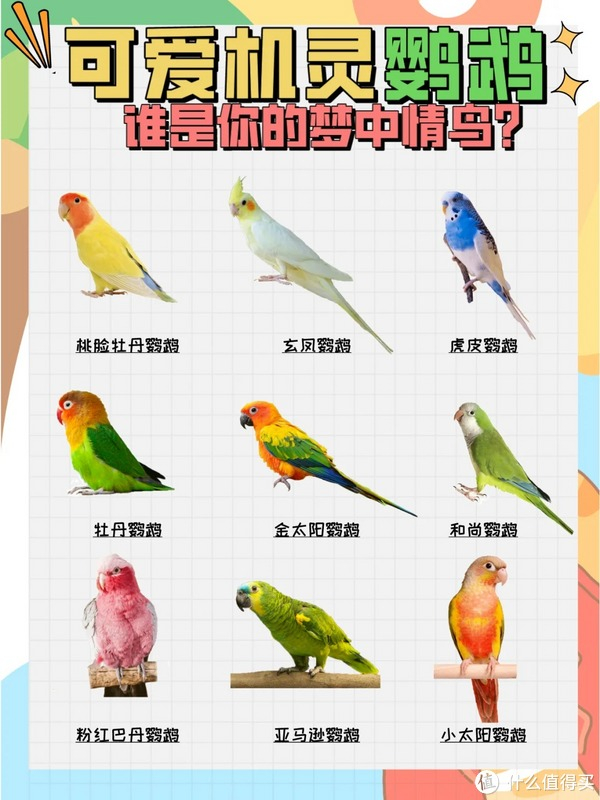 鹦鹉算是又聪明又活泼的小动物,养得好鹦鹉还会模仿人类说话,《还珠