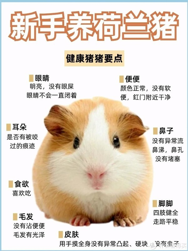 仓鼠|狗|猫_新浪新闻