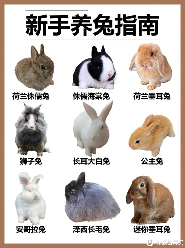 别看荷兰猪小小一只,它拉起粑粑来还是挺震撼的,下班回到家,可能会