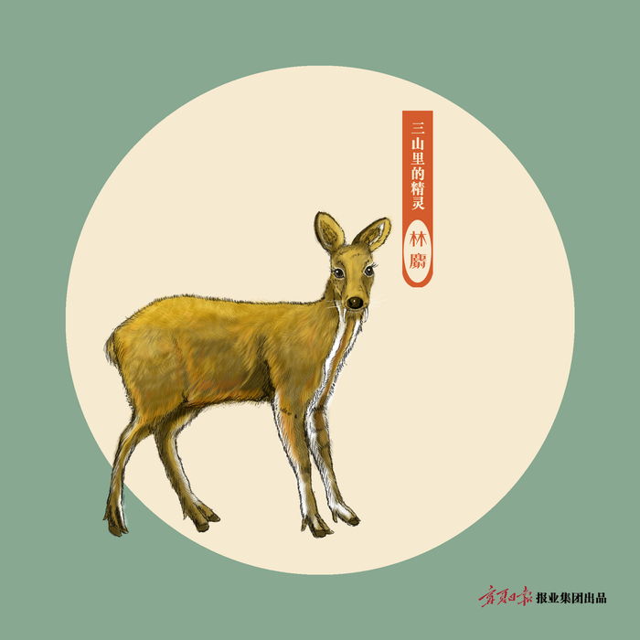 重磅策划67三山里的精灵76六盘山林麝制香顶级大师