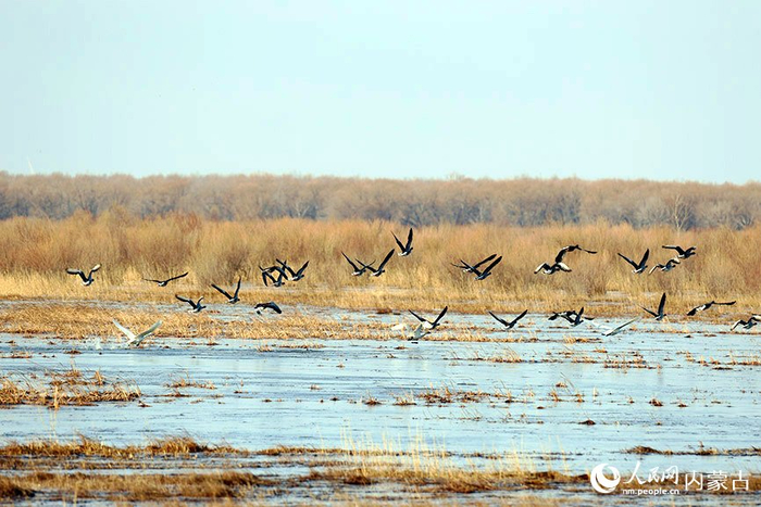 春回大地北归候鸟抵达科尔沁国家级自然保护区