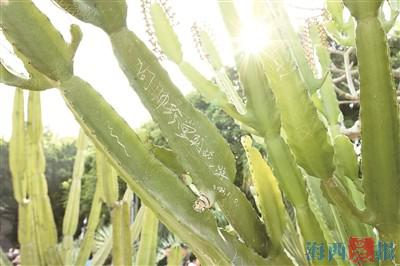 你到此一游它伤痕累累