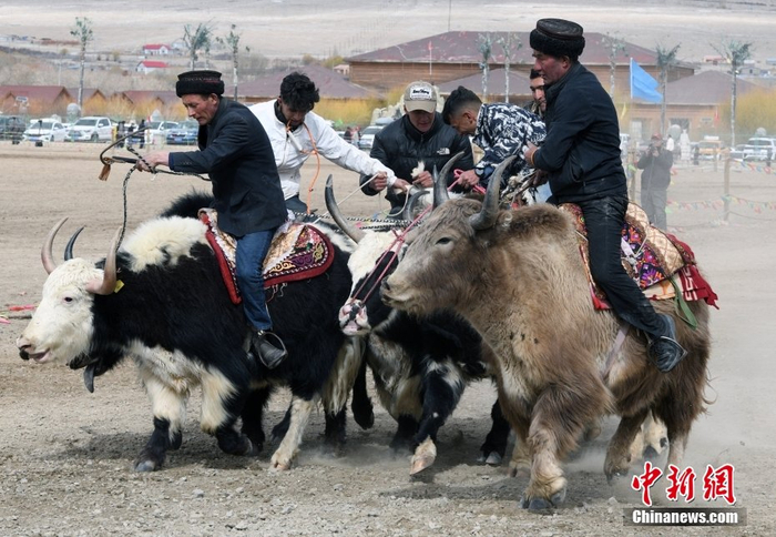 新疆帕米尔高原上牦牛刁羊比赛壮观激烈|新疆|塔吉克族|非物质文化