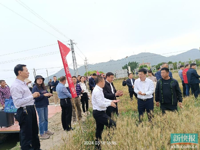 镇稻稻麦轮种基地是此次现场会的观摩点之一,海丰县市委副书记林少文