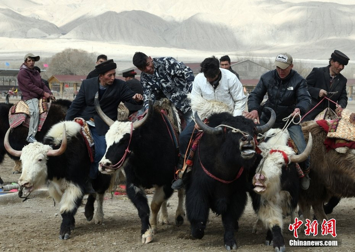 新疆帕米尔高原上牦牛刁羊比赛壮观激烈|新疆|塔吉克族|非物质文化
