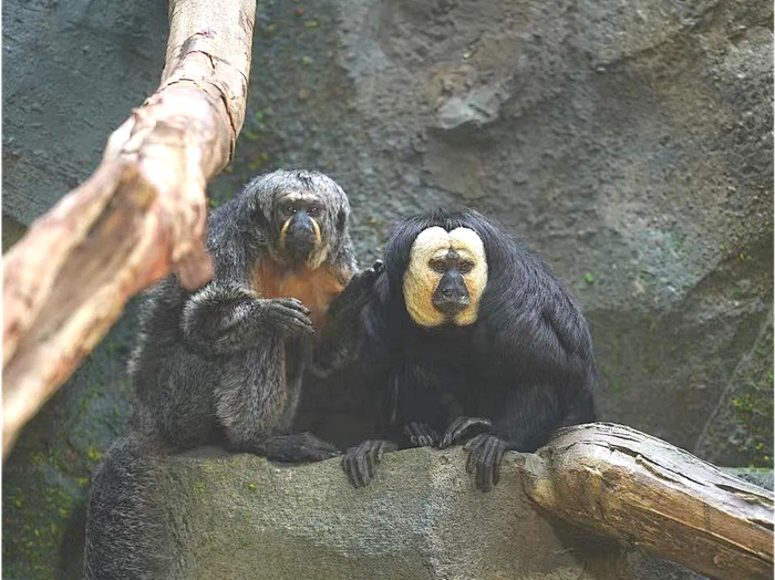 和燕路168号除了红山森林动物园南京还有不少好玩又有趣的动物园