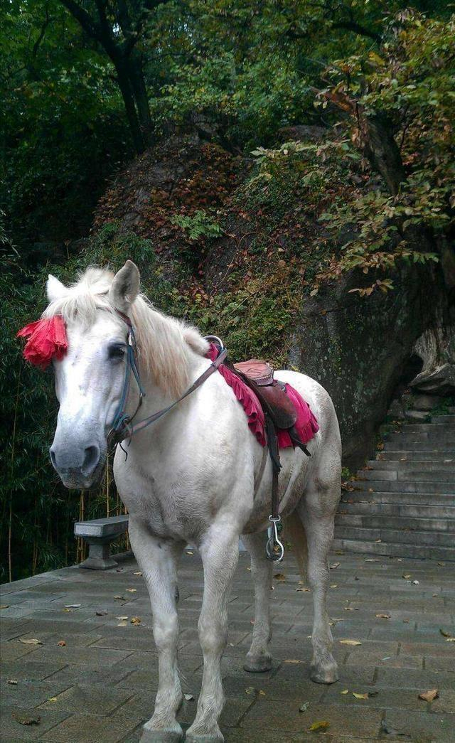 剧组工作人员觉得"心累",而且这匹马性格刚毅,演不出白龙马身上的"