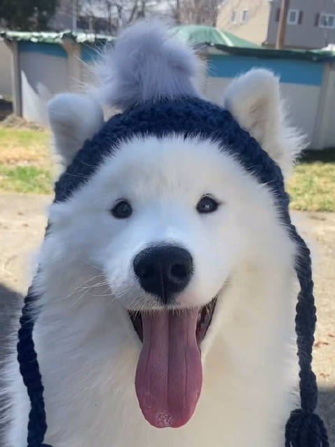 宝宝你是一只呆呆小傻帽06igkingkaithesamoyed