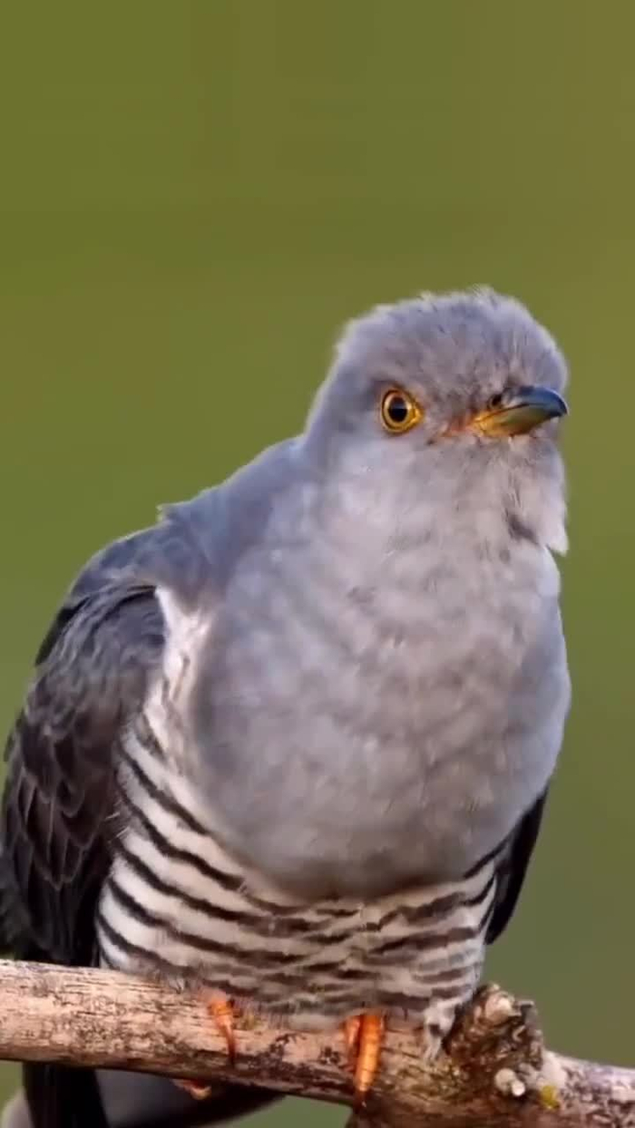 布谷鸟的叫声大家听过吧