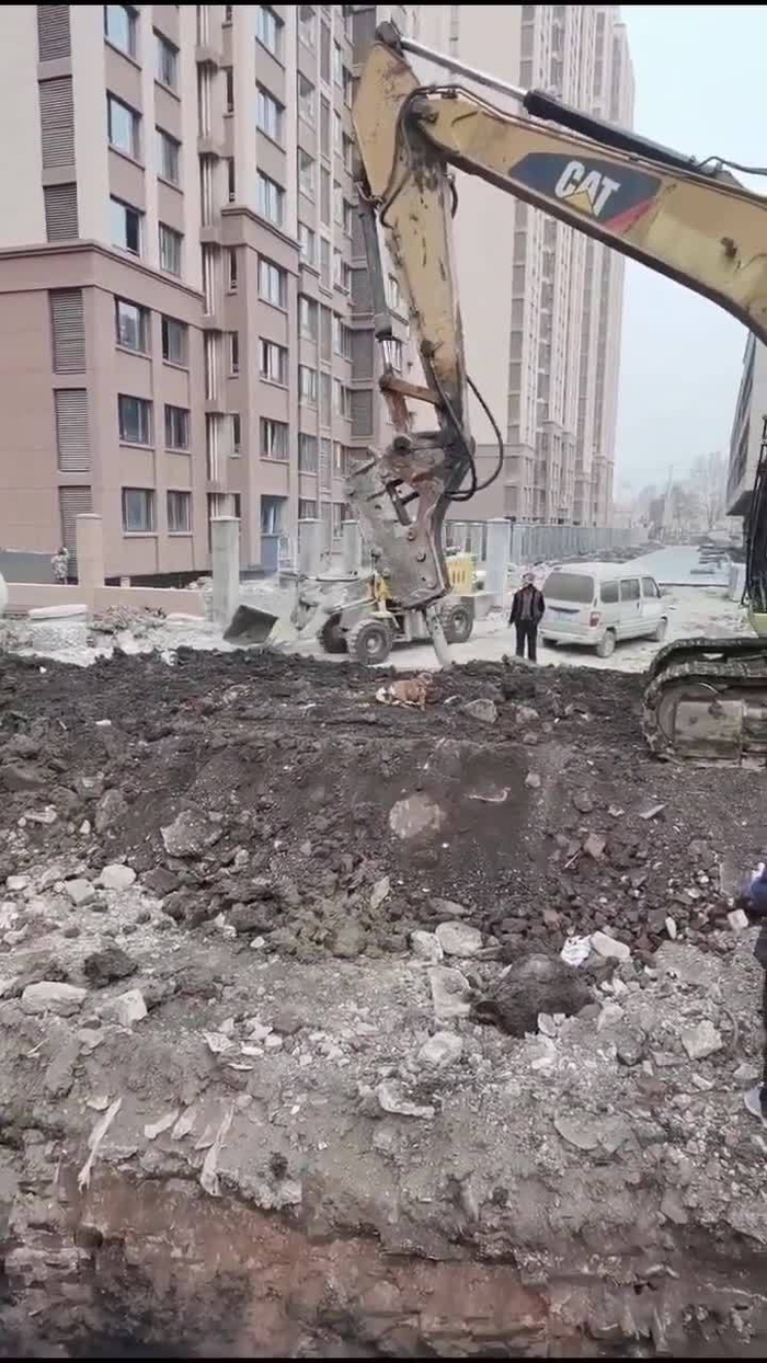 不知为何狗子和炮机杠了起来年轻的挖机师傅无奈的只能笑