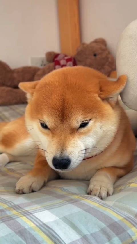 狗狗祟祟我可没打你啊又偷偷上床还没开骂已经抖成筛子了