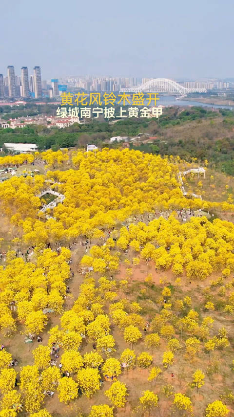广西南宁金灿灿的黄花风铃灿烂绽放颜ge逛南宁