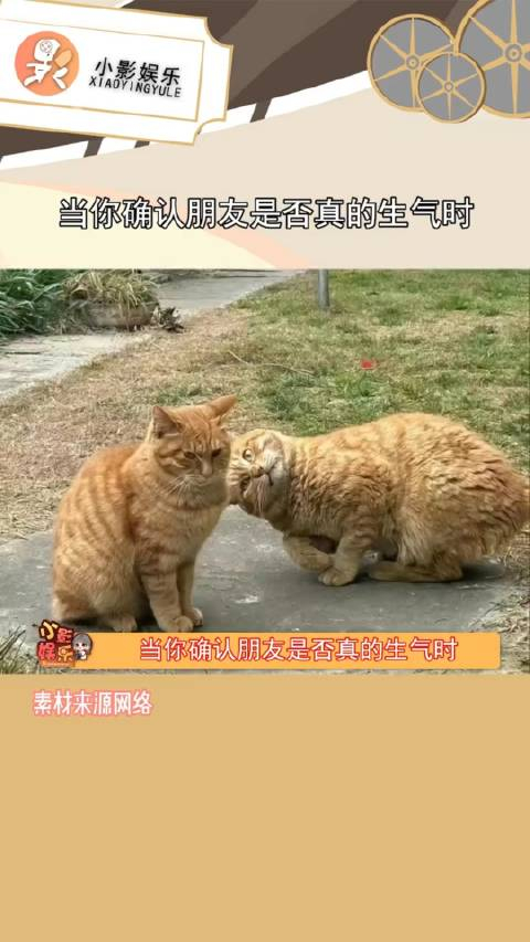 太真实了我和朋友相处的一模一样朋友冤种朋友搞笑猫咪