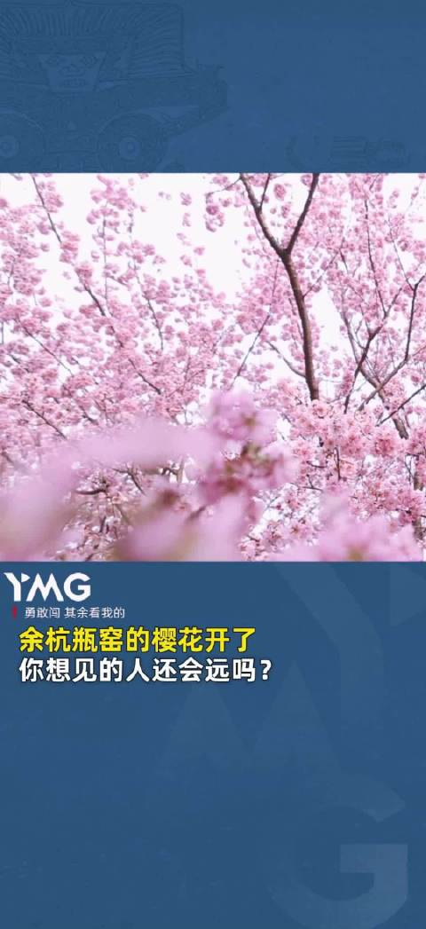 杭州的樱花氤氲了一场粉色的回忆_手机新浪网
