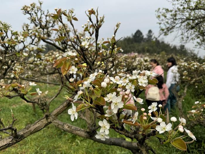 300余株百年老梨树年年挂果宜宾长宁梨花节在佛来山景区开幕