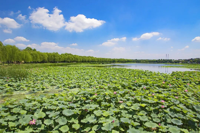 改造后的罗马湖。（张莲花摄）