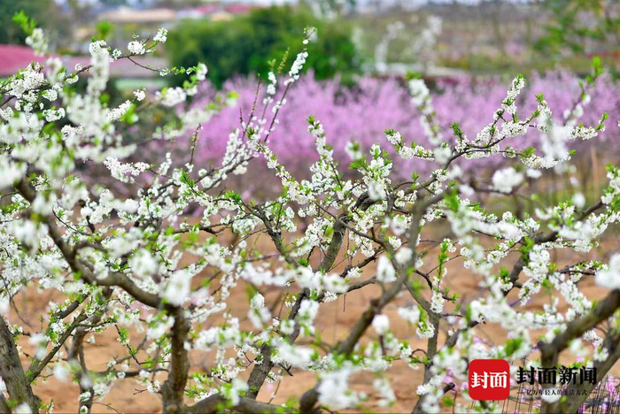 70余个桃树品种 全村年收入超2500万!来成都这个村子 