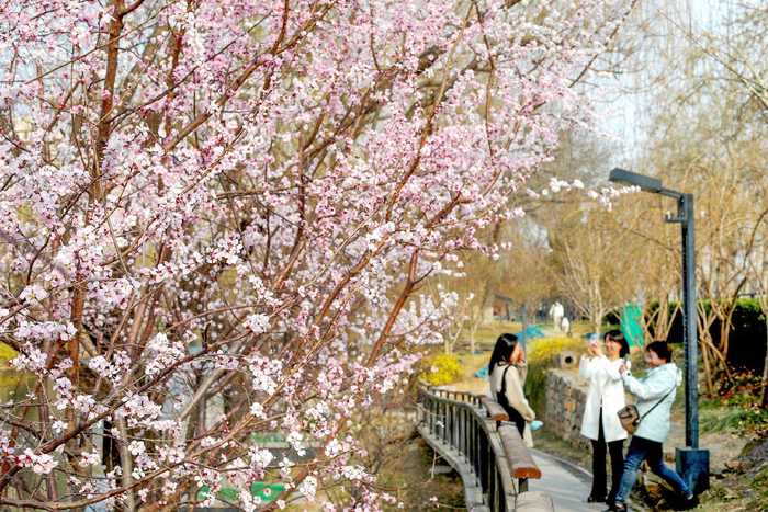 北京推出132处公园赏花片区市民可就近踏青赏景