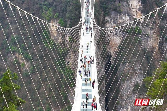 组图丨张家界大峡谷:体验玻璃桥 快乐踏春游|玻璃桥|张家界市|湖南省