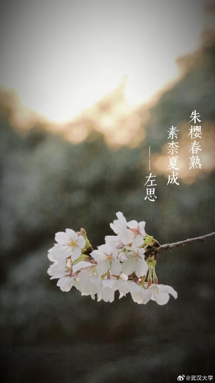 樱花碰上古诗词 唯美春日壁纸上新了|读书|武大|珞珈山_新浪新闻