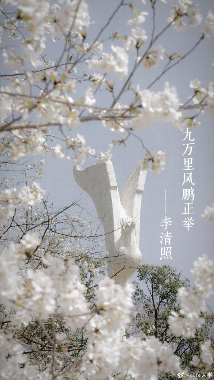 樱花碰上古诗词 唯美春日壁纸上新了|读书|武大|珞珈山_新浪新闻