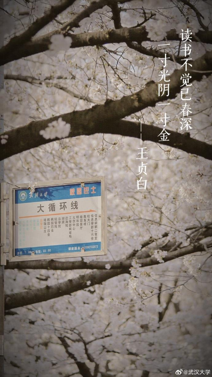 樱花碰上古诗词 唯美春日壁纸上新了|读书|武大|珞珈山_新浪新闻