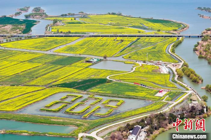 航拍江苏高邮"湖上花海"金色画卷|花海|江苏省|航拍_新浪新闻