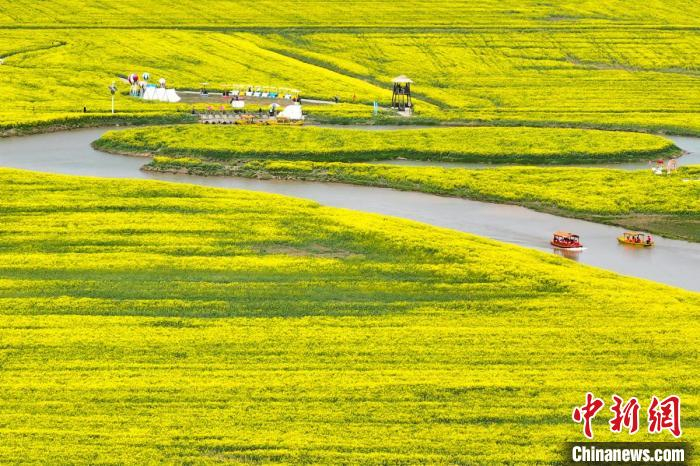 航拍江苏高邮"湖上花海"金色画卷|花海|江苏省|航拍_新浪新闻