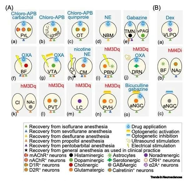 一文了解麻醉和意识复苏的神经生物学原理|南方科技大学_新浪新闻
