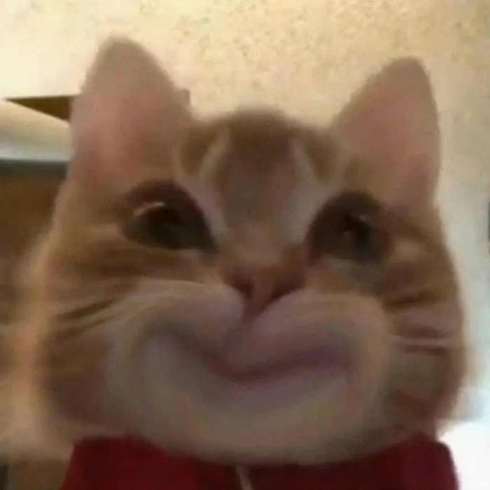 壁纸 动物 猫 猫咪 小猫 桌面 700_700