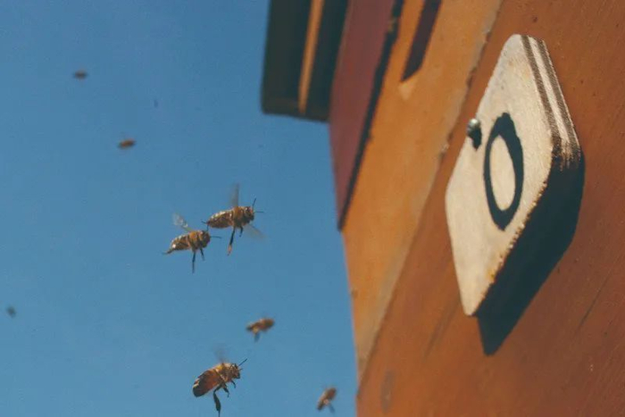 蜜蜂也能理解数字零|训练_新浪新闻