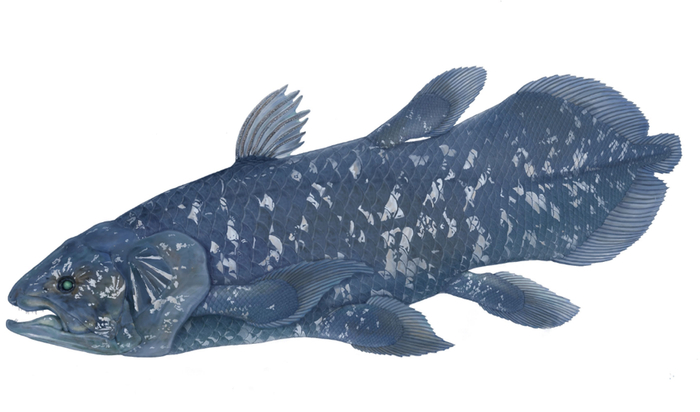 丑陋又迷人的海洋之王这种鱼已经有36亿年的历史了