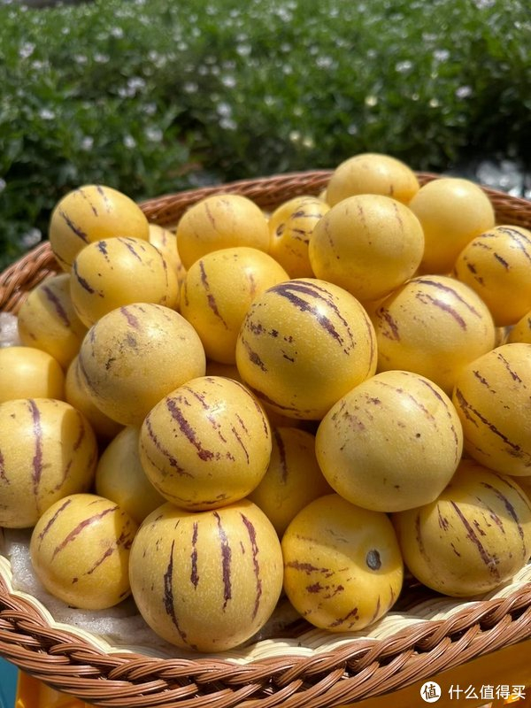 云南人参果,让你的旅行多一份甜蜜!|水果|旅行_新浪新闻