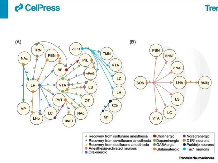 一文了解麻醉和意识复苏的神经生物学原理|南方科技大学_新浪新闻