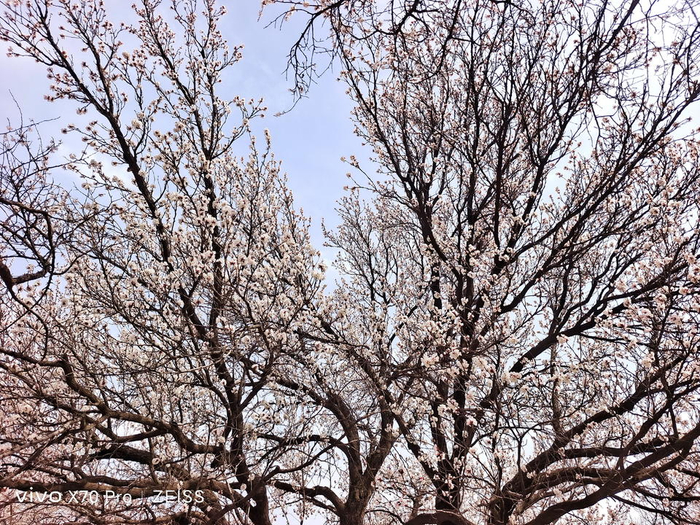 千佛山百年老杏树,花落如雪满地洁白|千佛山_新浪新闻