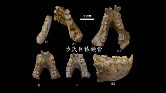 史前巨兽巨猿的化石在广西发现最多
