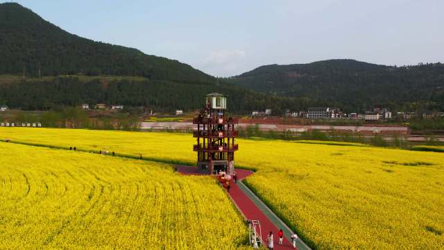 春风有信花开有期平昌白衣千亩油菜花已经美成了诗