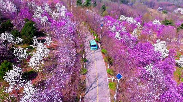 春风拂面暖阳洒落此时的秦岭国家植物园仿佛成了一幅美丽的画卷