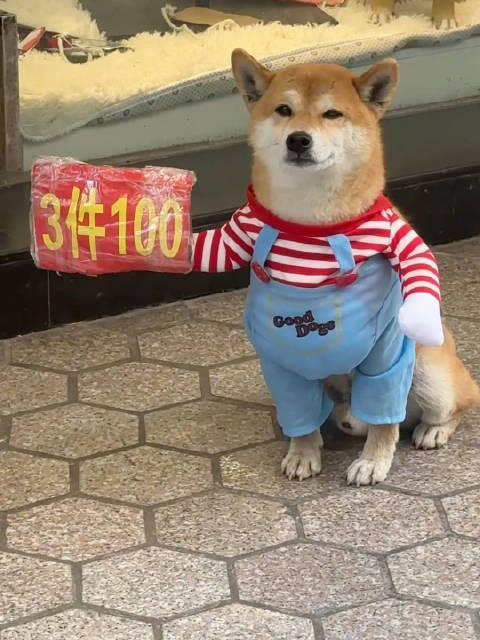 被迫营业的柴犬