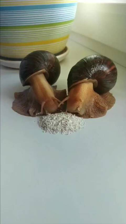 蜗牛吃东西是真愣啊头一次见