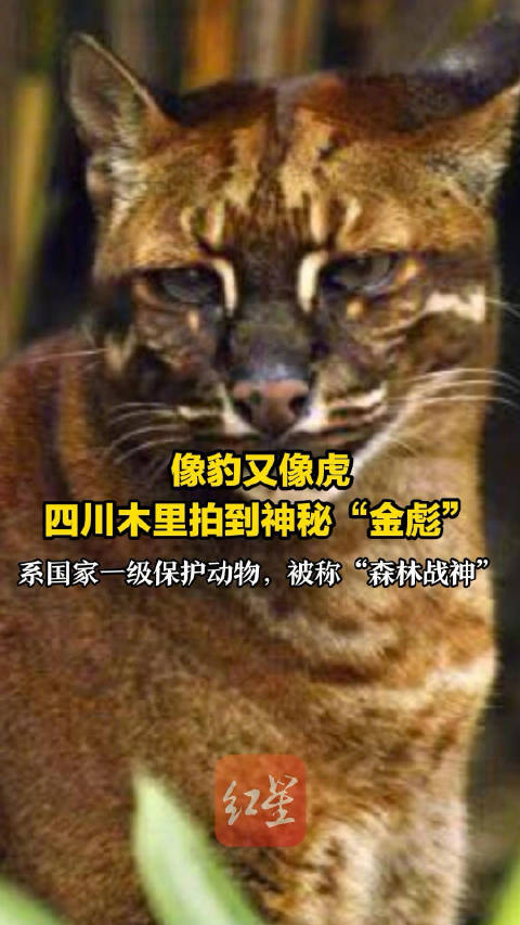 四川木里拍到像虎又像豹的金猫被称森林战神