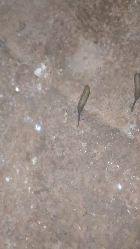 当个蛆挺好网友早上起来上厕所看到两只有尾巴的蛆在赛跑