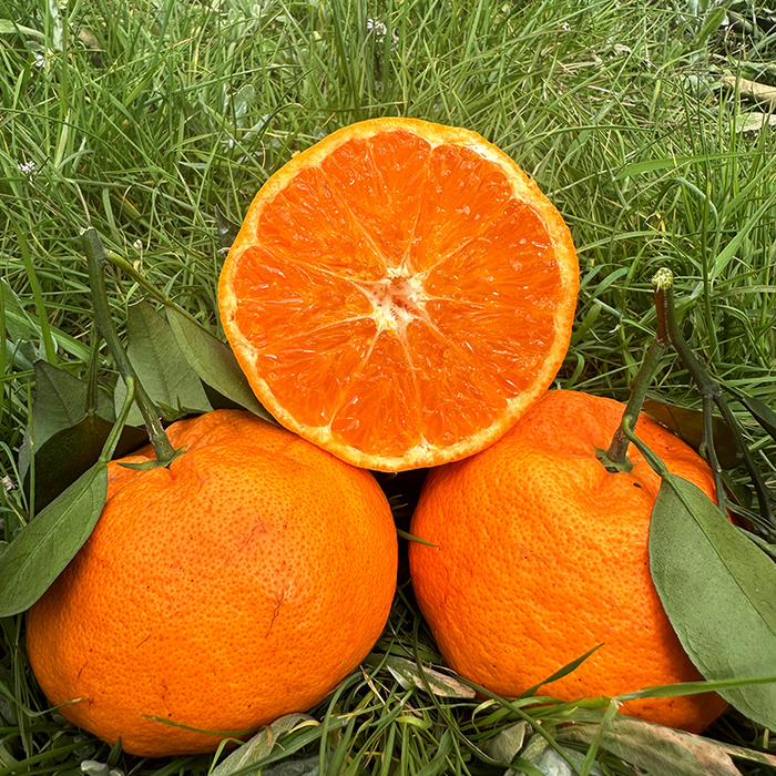 超甜!细嫩化渣,脆嫩香甜的​耙耙柑__财经头条