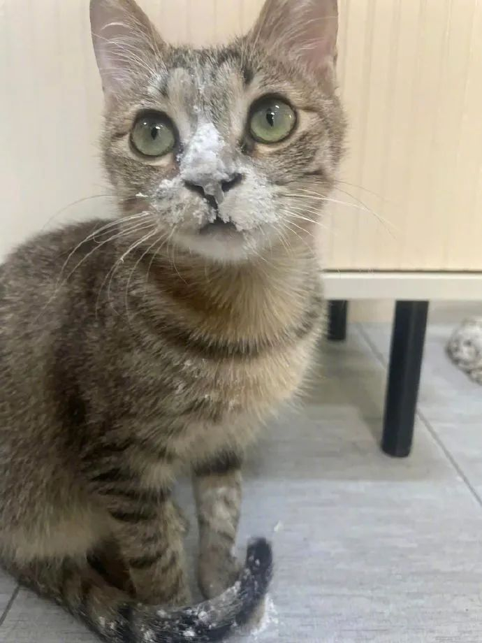 猫偷拿面粉玩被抓到后就变成了这样主人血压都升高了