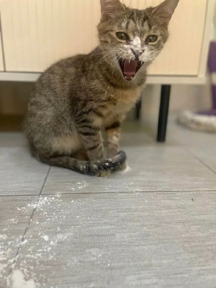 猫偷拿面粉玩被抓到后就变成了这样主人血压都升高了