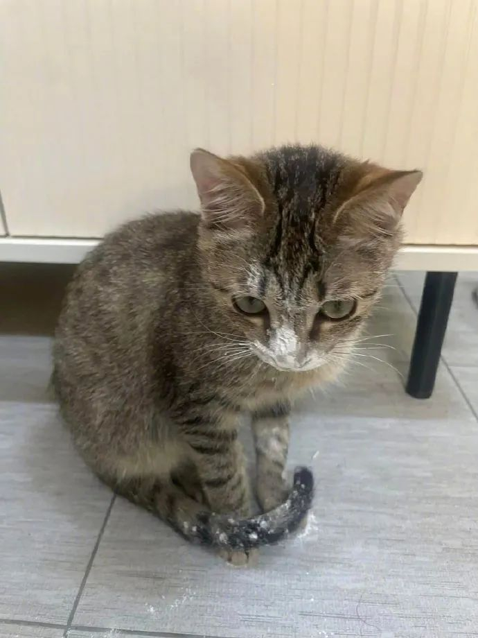 猫偷拿面粉玩被抓到后就变成了这样主人血压都升高了
