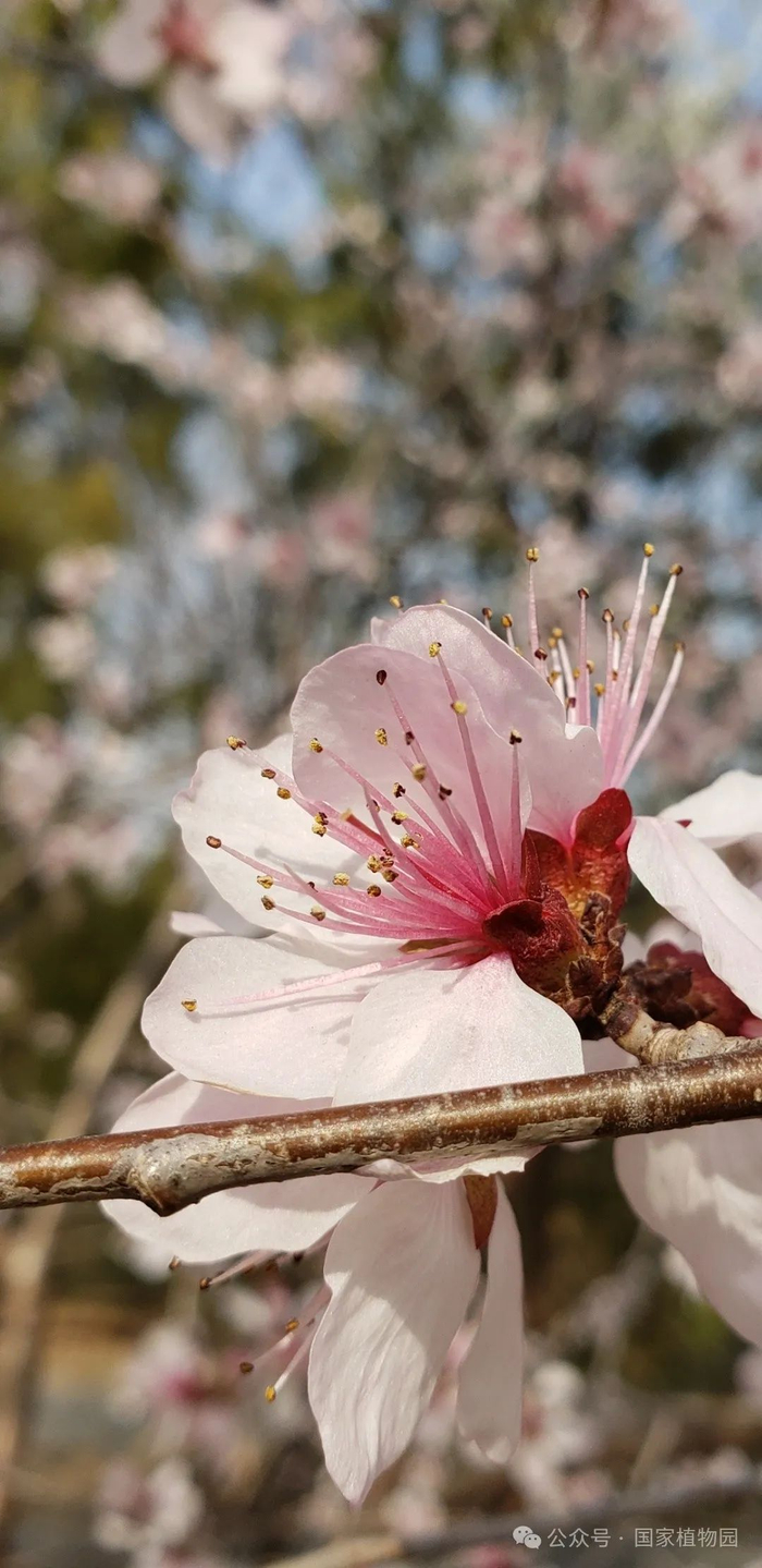 ▲授粉后的山桃花瓣和雄蕊花丝会逐渐变红